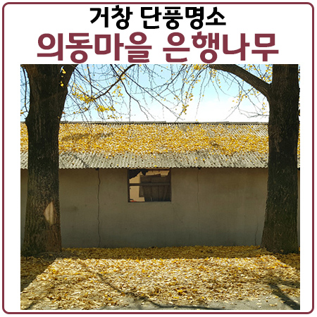 거창 의동마을에서 은행나무 단풍의 매력에 빠져 보세요 거창 의동마을에서 은행나무 단풍의 매력에 빠져 보세요