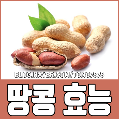  땅콩 효능 우리 몸에 좋은 10가지