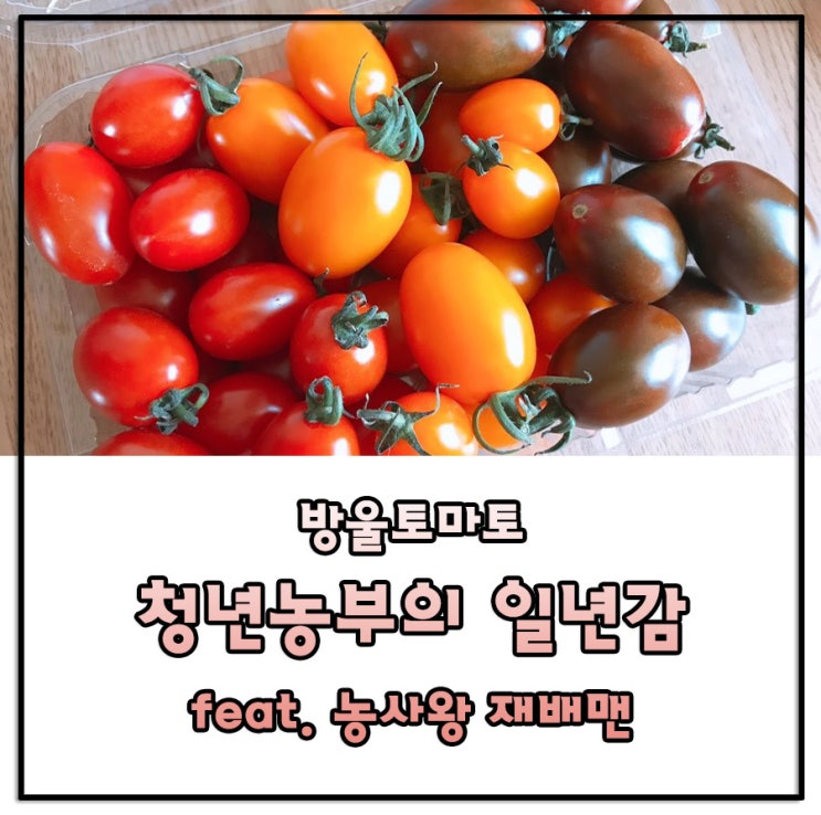  [방울토마토] 영양만점 국민간식! 청년농부의 일년감 feat. 농사왕 재배맨