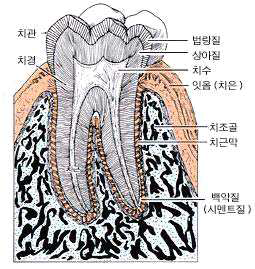 치주학 총정리-1 : 네이버 블로그