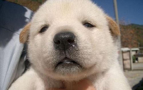 요즘 제일 핫하다는 시고르자브종, 시골잡종 믹스견 종류와 특징 ...