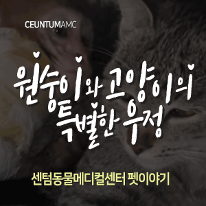  [동물뉴스]원숭이와 고양이의 특별한 우정(부산분과전문동물병원, 365일연중무휴)