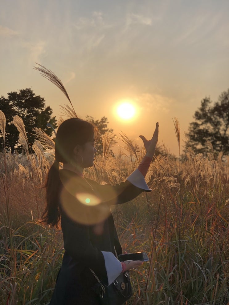  하늘공원 핑크뮬리 & 억새축제 토요일에,, 다녀옴!