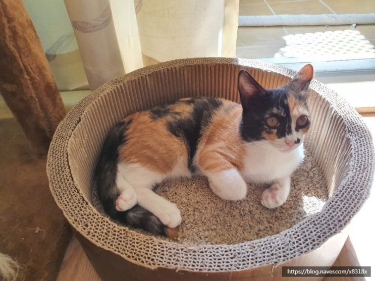  임보 고양이 복댕이입양일기