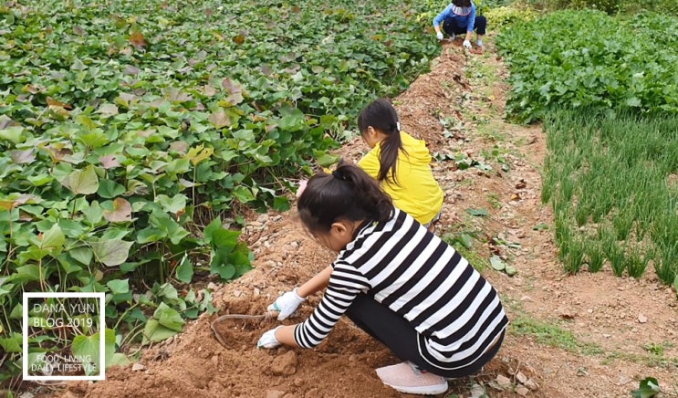  겁없는 서울초딩 가을 고구마 수확하기 신났네~