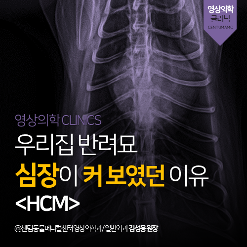  [영상의학과]  우리집 반려묘 심장이 커 보였던 이유 <HCM> (부산 해운대 수영구 영상 검사 분석 전문 동물병원, 365일 응급진료, 고양이, 심초)