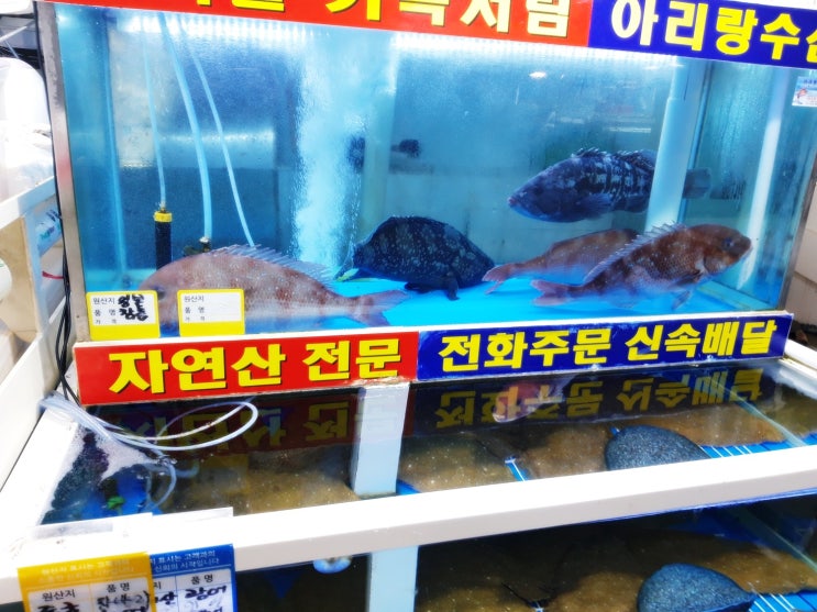  노량진수산시장 미리 활어회 주문해서 연어초밥 서비스 받았어요