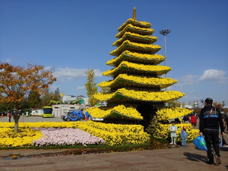 국화 축제 함평 꽃 피지