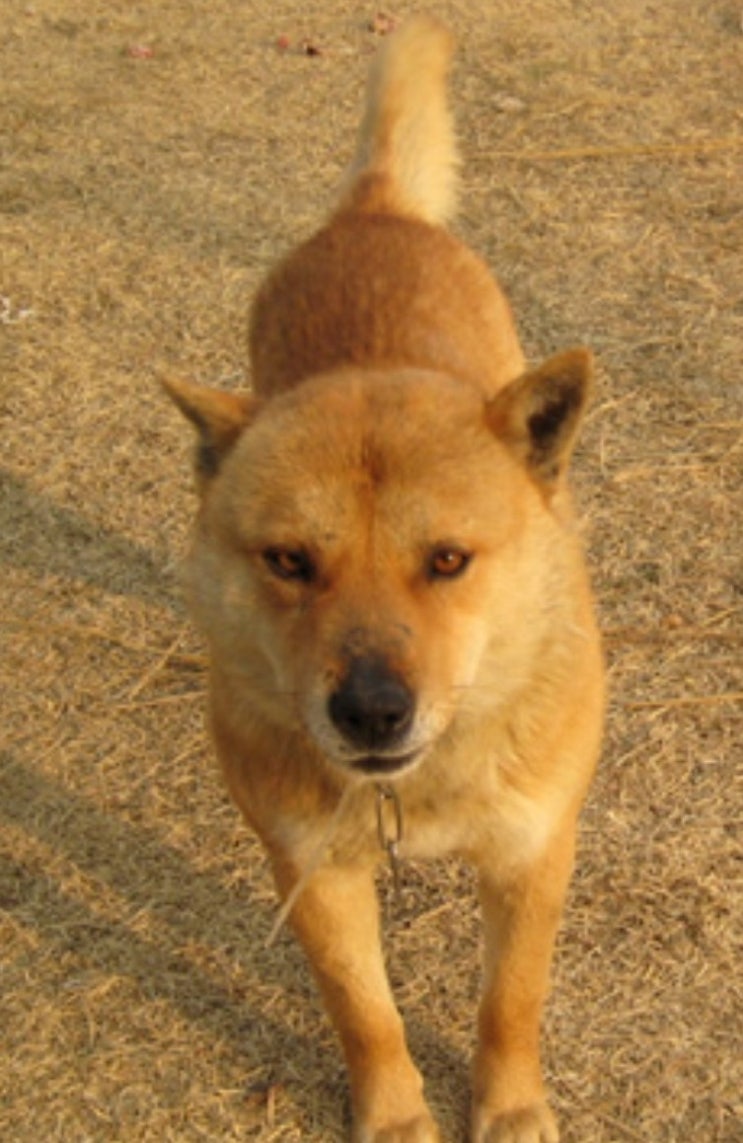  국견협회 영상