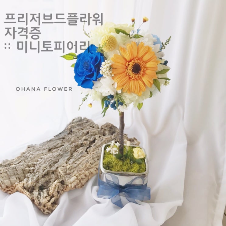  [부산프리저브드플라워]  아로마프리저브드플라워 자격증 _ 미니토피어리 :: 부산 수영 광안 프리저브드플라워 전문 스튜디오 오하나플라워