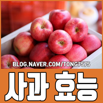  사과 효능 7가지 이거였구나