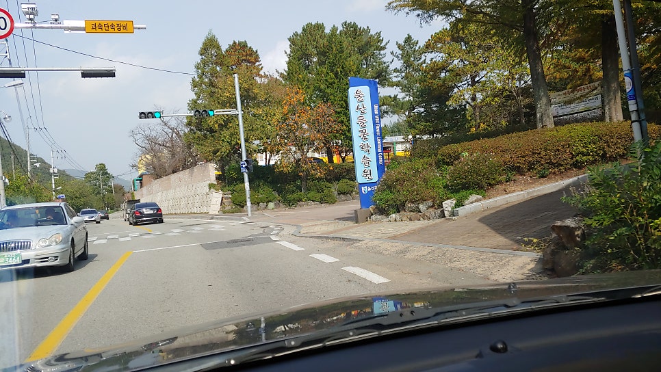 엉게나무 사진 3