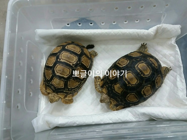  3)육지거북이 어니부기의 동물병원일지/일요일진료병원/감기의 원인은 슈퍼바이러스