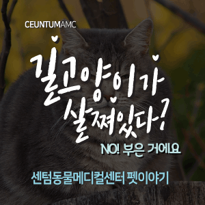  [동물뉴스]길고양이가 살쪄있다? NO! 부은 거에요(부산분과전문동물병원, 365일연중무휴)