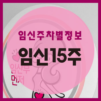  임신 15주차 정보
