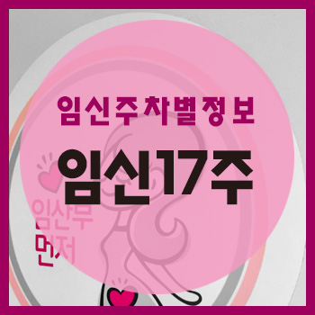  임신 17주 정보