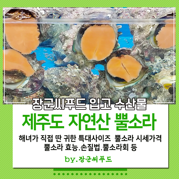 제주도 자연산 뿔소라 가격시세 뿔소라요리법 효능 등 뿔소라 택배로 집에서 편하게 장군씨....
