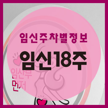  임신 18주차 정보