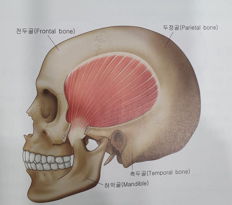  측두근 통증
