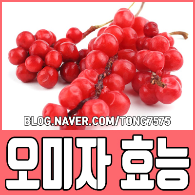  오미자 효능이 뛰어난 9가지 참고하세요