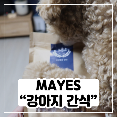 MAYES 강아지 간식 받고 신난 푸들 리토 MAYES 강아지 간식 받고 신난 푸들 리토