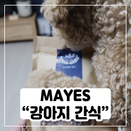 MAYES 강아지 간식 받고 신난 푸들 리토