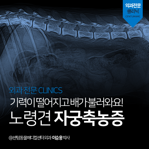  [외과] 기력이 떨어지고 배가 불러와요! 노령견 자궁축농증 (부산 해운대 외과 수술 전문 동물병원, 강아지, 기력저하, 복부팽만)