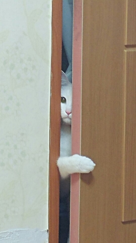  도시인과 고양이들의 시대