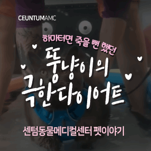  [동물뉴스]하마터면 죽을 뻔 했던 뚱냥이의 극한 다이어트(부산분과전문동물병원, 365일연중무휴)