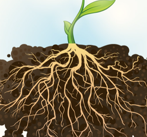 샘플 파쇄 적용 사례: 뿌리 (Root)