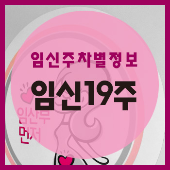 임신 19주차 정보