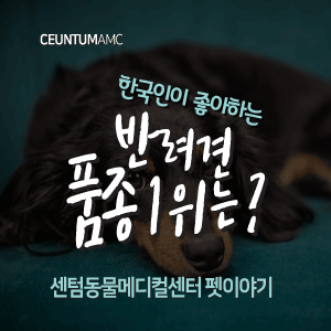 [동물뉴스]한국인이 좋아하는 반려견 품종 1위는? (부산분과전문동물병원, 365일연중무휴)