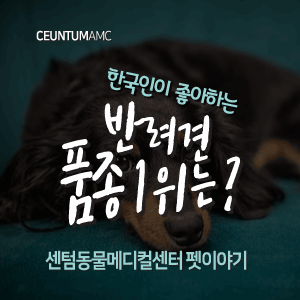  [동물뉴스]한국인이 좋아하는 반려견 품종 1위는? (부산분과전문동물병원, 365일연중무휴)