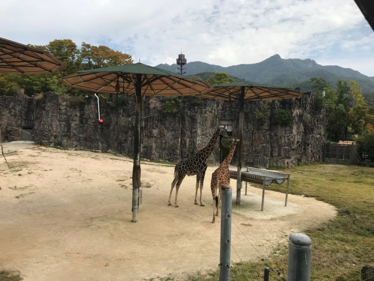 서울대공원 동물원에 다녀왔어요. (입장료, 관람시간, 주차, 유모차, 수유실, 식당)