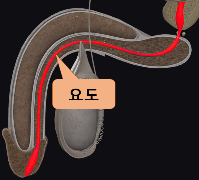  [울산 비뇨기과] 남자 성병 임질 요도염의 잠복기, 증상, 검사, 치료