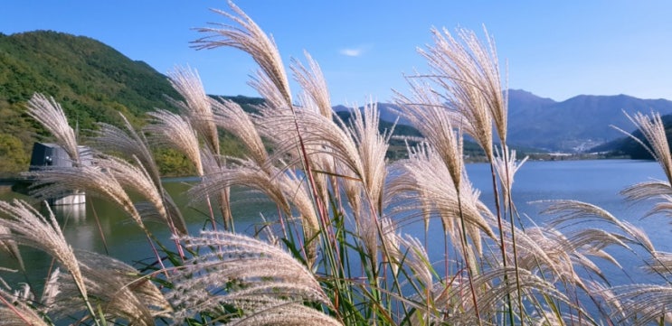  깊어가는 가을,송해공원 방문했어요