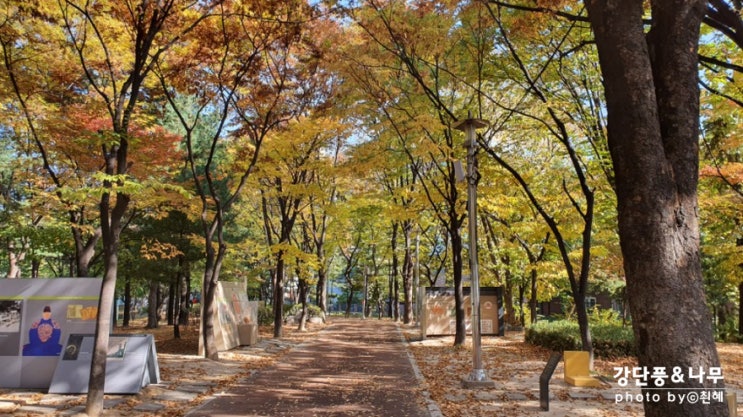 단풍구경 계절 깊어가는 가을 동네 산책도 멋있다