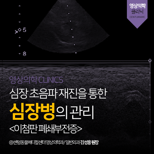 [영상의학과] 심장 초음파 재진을 통한 심장병의 관리 &lt;이첨판폐쇄부전증&gt; (부산 강아지 영상 분석 전문 동물병원, 심초)