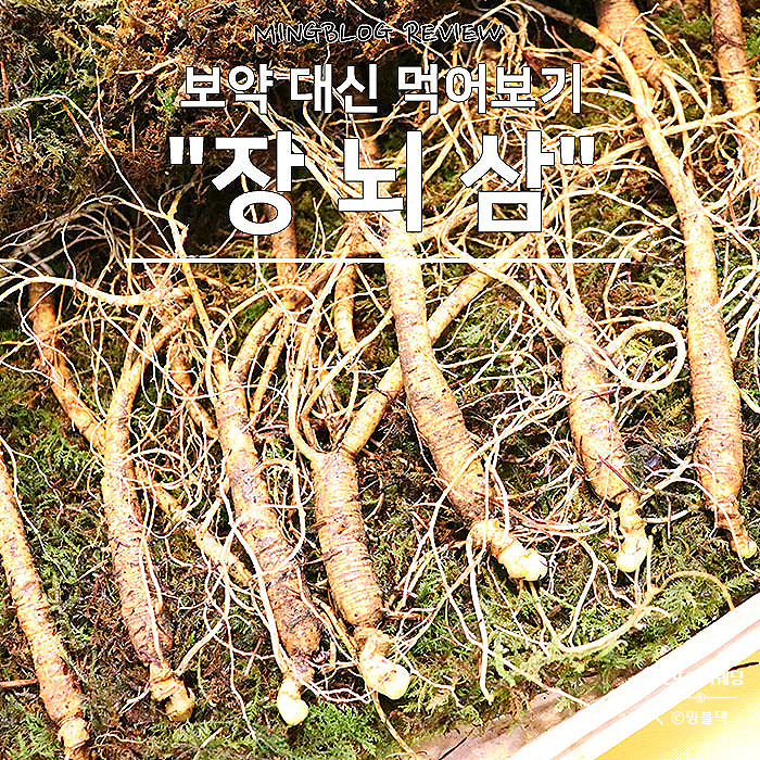  보약 대신 장뇌삼, 1일차 명현현상도 약간 나타나는 중-.