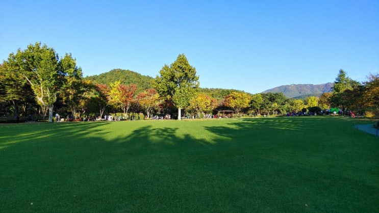  대구가볼만한 곳, 대구수목원, 국화축제