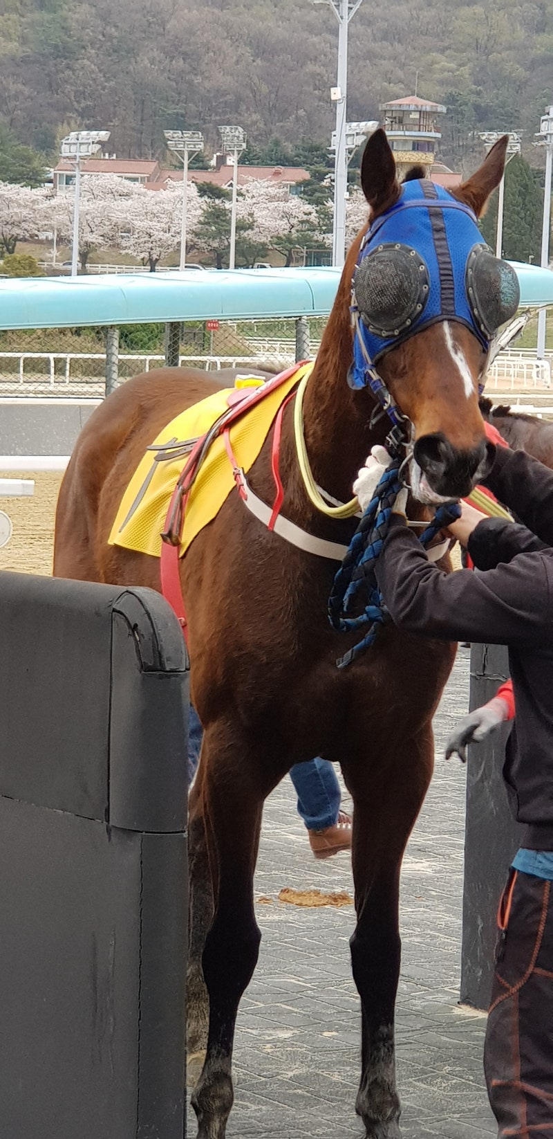 세계에서 가장 비싼 말 품종 /종마/경주마 가격 TOP5 : 네이버 블로그, image size:800x1646