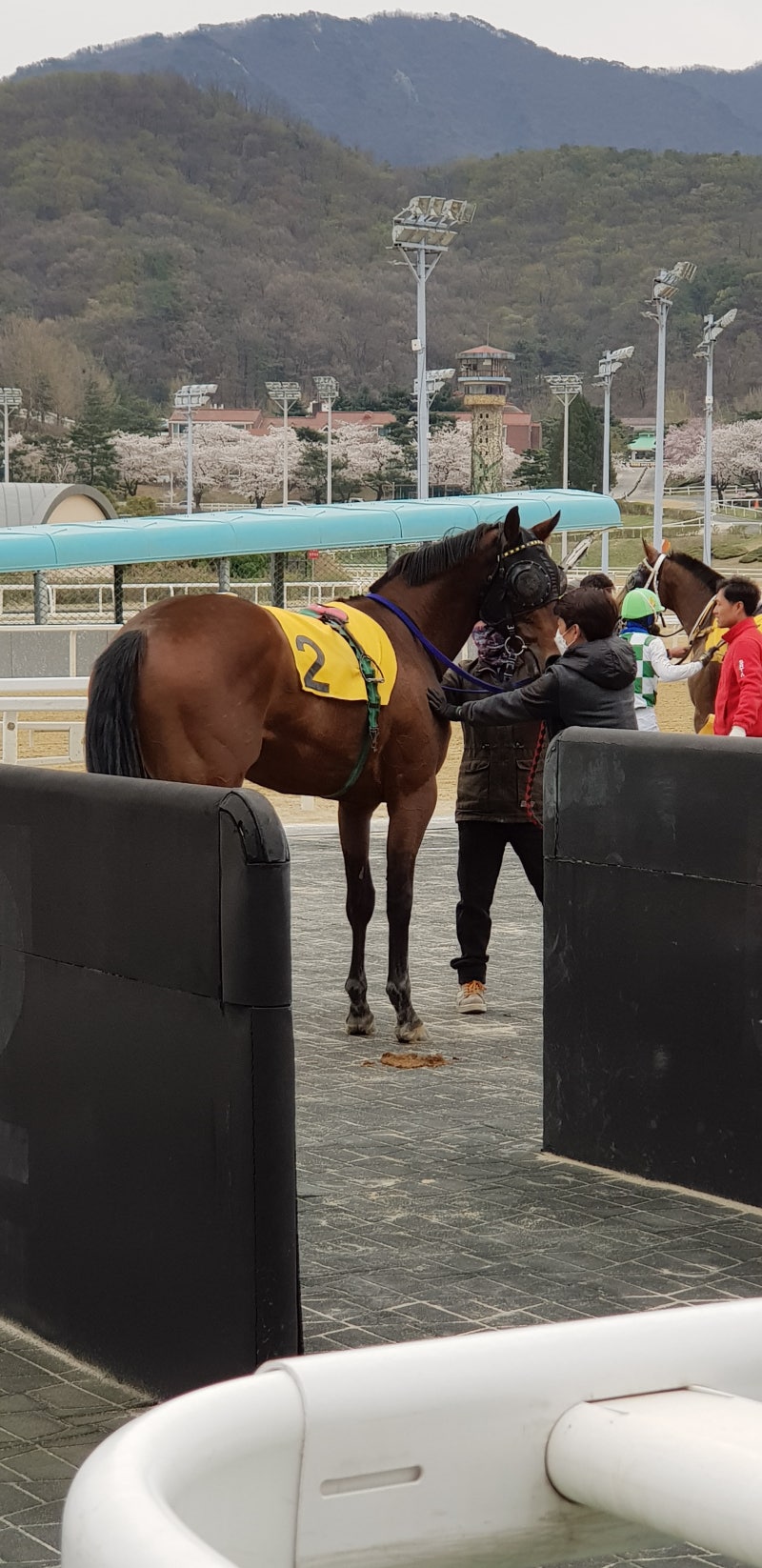 세계에서 가장 비싼 말 품종 /종마/경주마 가격 TOP5 : 네이버 블로그, image size:800x1646