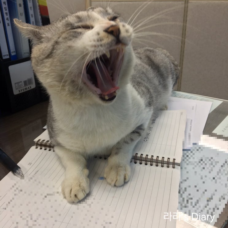  고양이 귀여워.... 그리고 치맥 회식