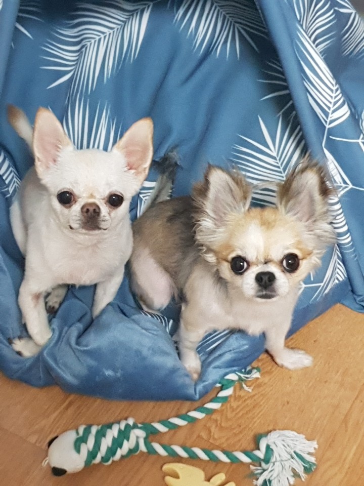  우리 아이들 소개할께요~! 브루노와 펠라 치와와랍니다.