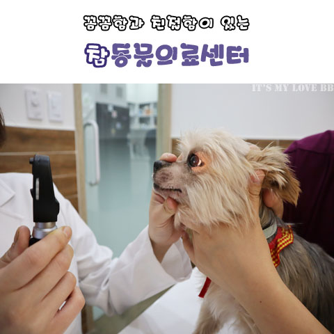 안산 동물병원 중앙동 참동물의료센터 반려동물 등록 비용 방법 고잔동 강아지 고양이 동물병원 추천