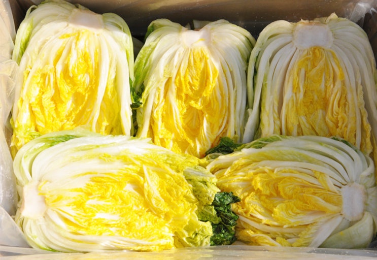  괴산 고랭지 절임배추 20kg 가격 알아보기~