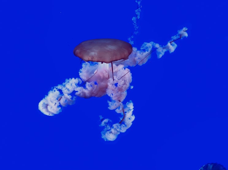  [화담 캐나다여행] 캐나다 토론토여행 리플리아쿠아리움  Ripley’s Aquarium