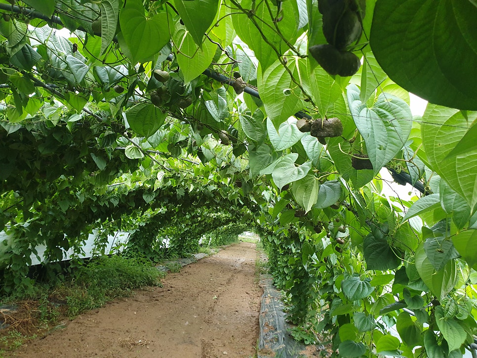 신성골 사진 2