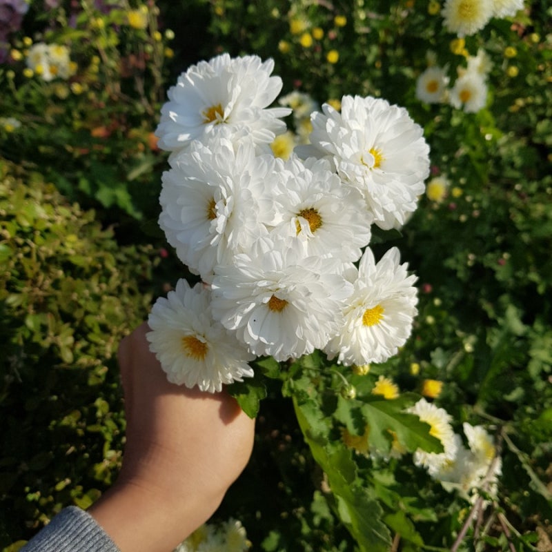 국화꽃 색깔별 꽃말 (하얀국화, 노란국화, 분홍국화, 보라국화, 빨간국화) : 네이버 블로그