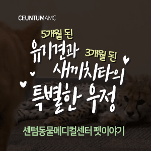  [동물뉴스]5개월 된 유기견과 3개월 새끼 치타의 특별한 우정(부산분과전문동물병원, 365일연중무휴)